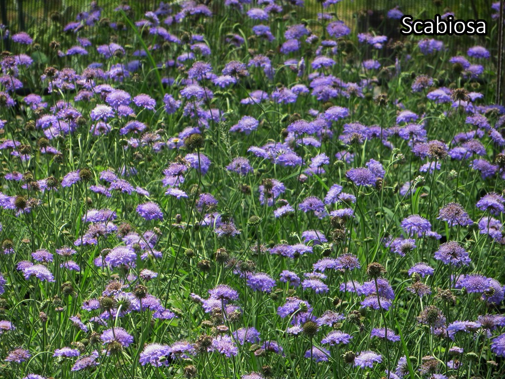 Borderpakket 'Wild & Inheems' - 5m² - 40 planten