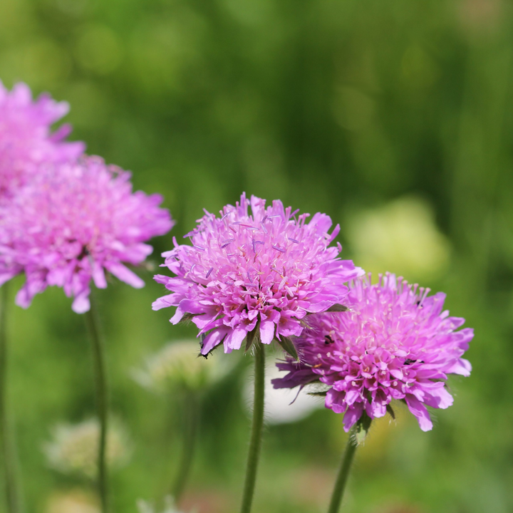 Scabiosa columbaria 'Pink Mist' - Duifkruid