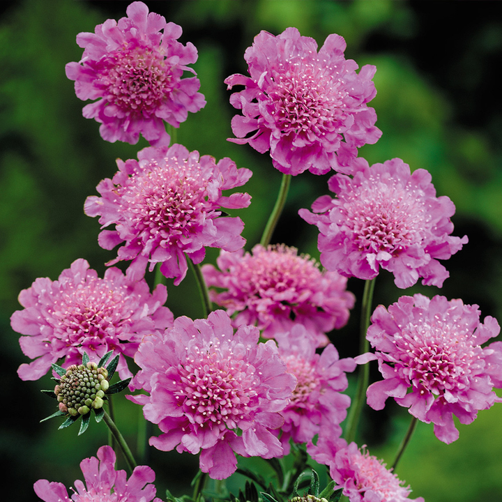 Scabiosa columbaria 'Pink Mist' - Duifkruid
