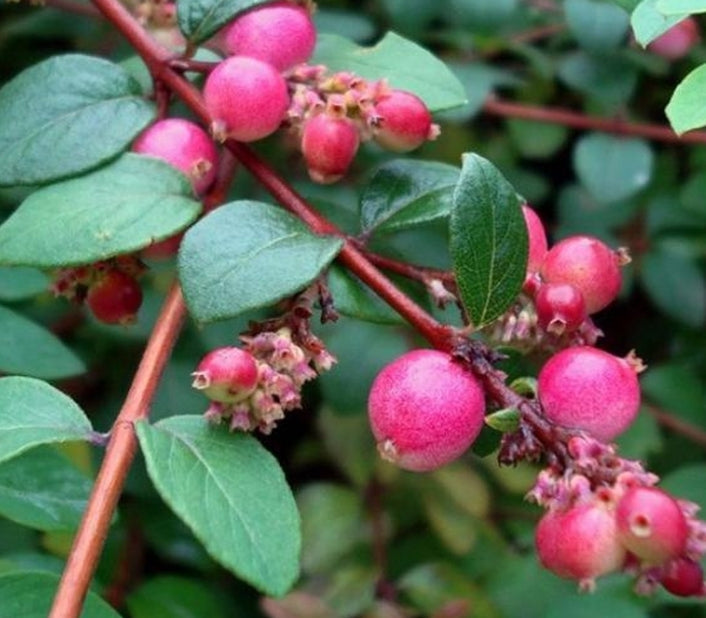 Symphoricarpos chenaultii 'Hancock' – Sneeuwbes in pot