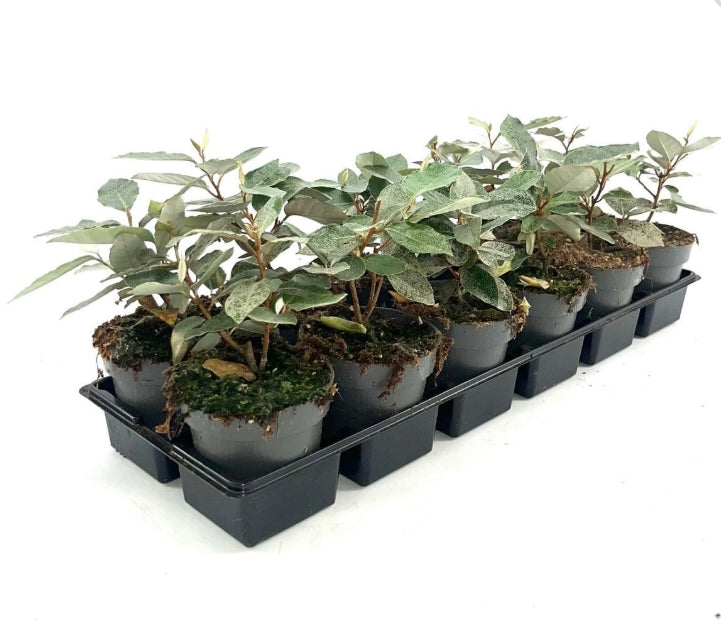 Elaeagnus ebbingei 'Compacta' - Olijfwilg