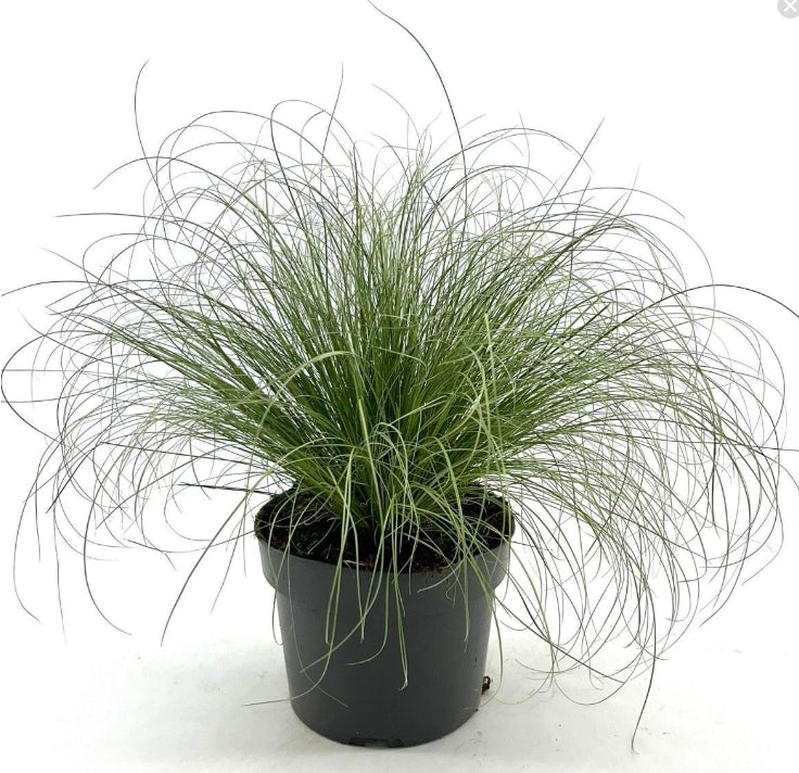 Carex comans 'Frosted Curls' - Zegge