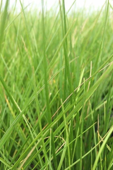 Deschampsia cespitosa - Ruwe smele