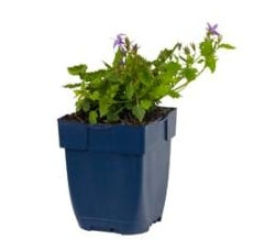 Campanula posch. 'Stella' - Klokjesbloem