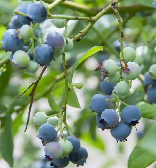 Vaccinium corymbosum 'Brigitta Blue' -  Blauwe bessen struik