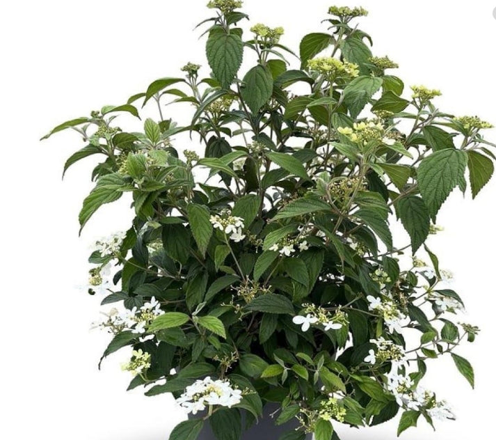 Viburnum plicatum 'Watanabe' op 90cm stam