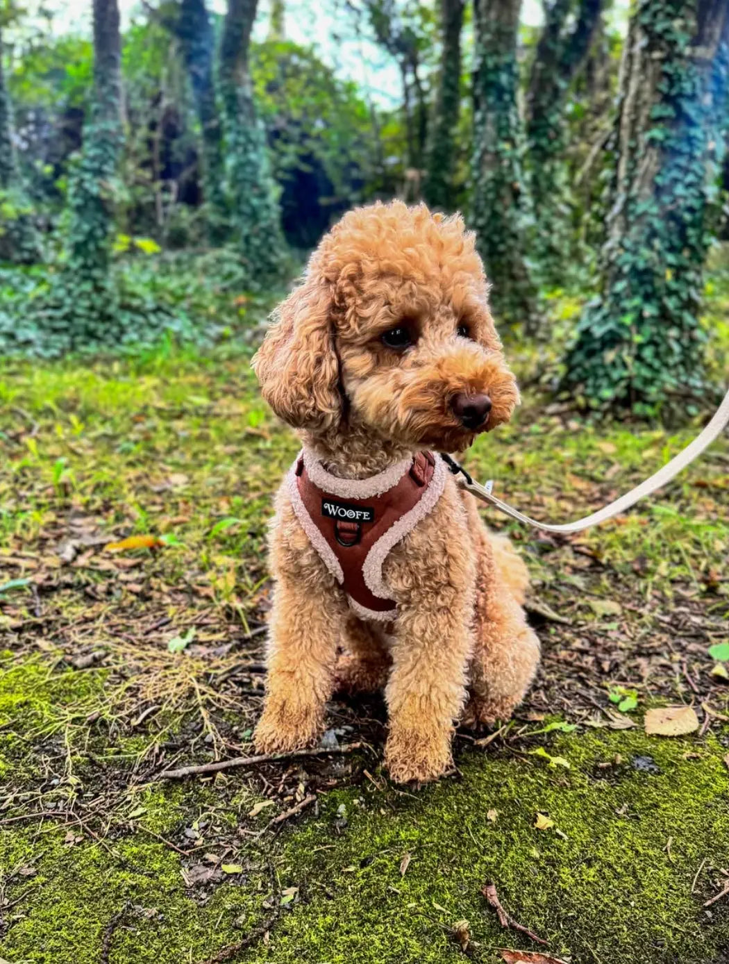 The Velvet Bear Harness