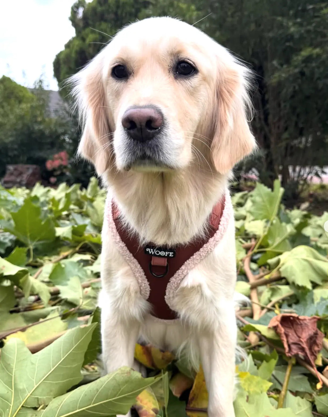 The Velvet Bear Harness