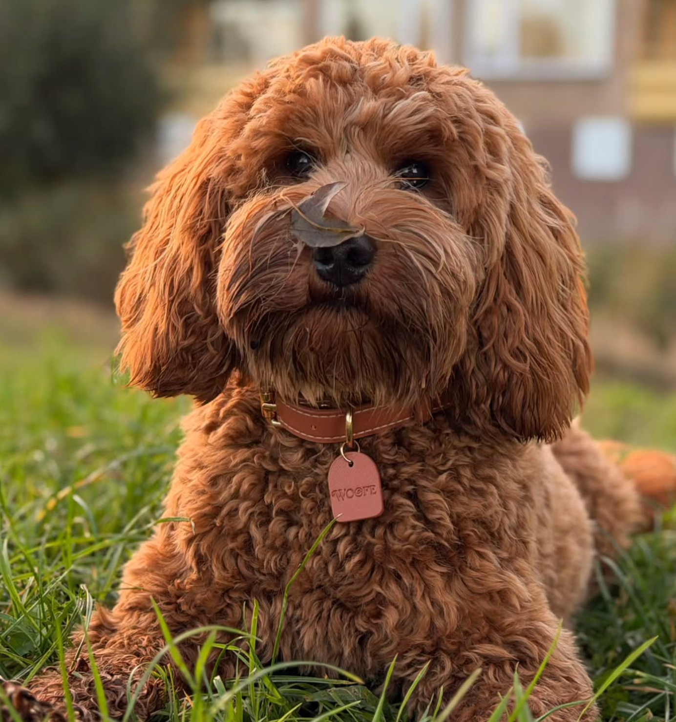 Mocha Vegan Leather Collar