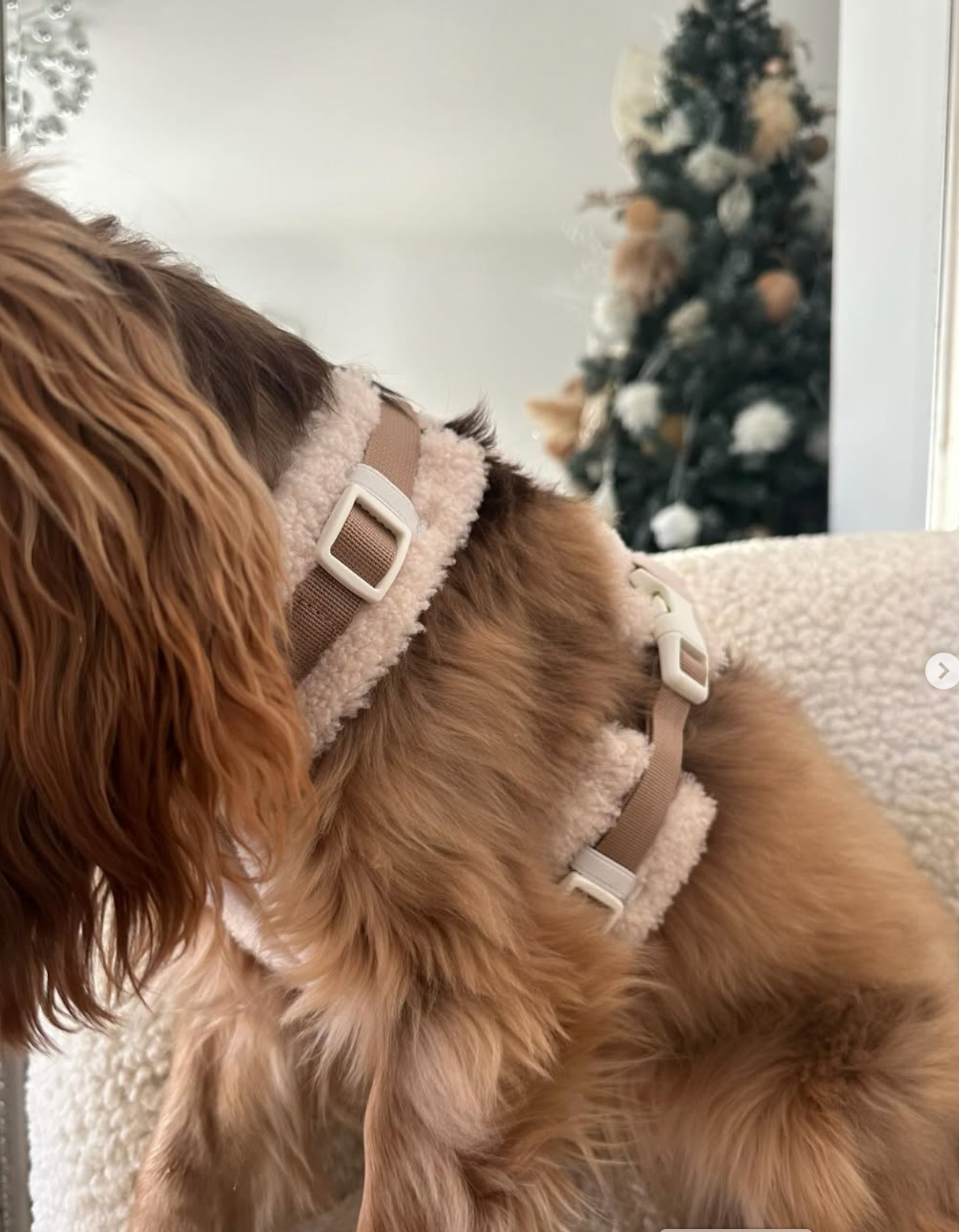 The Sherpa Bear Harness