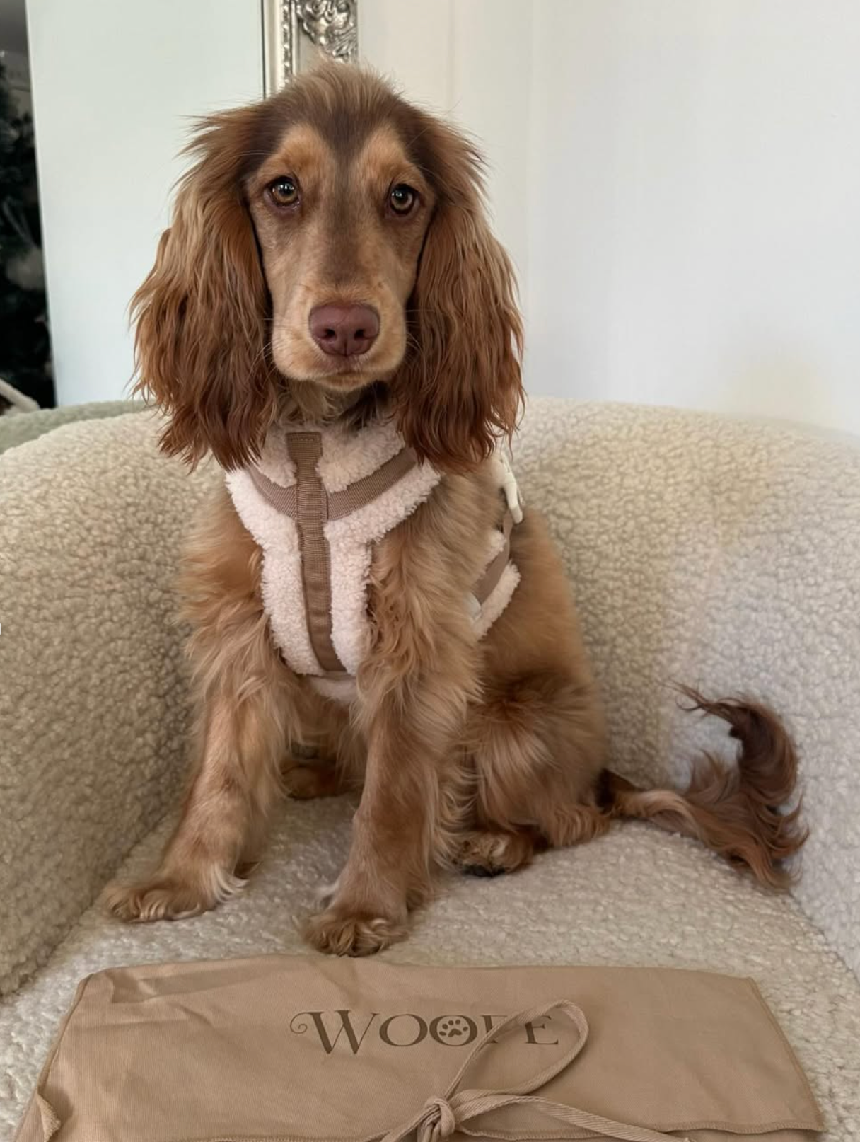 The Sherpa Bear Harness