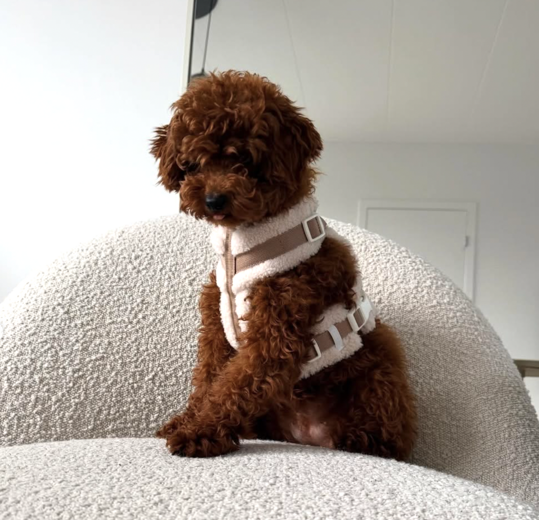 The Sherpa Bear Harness