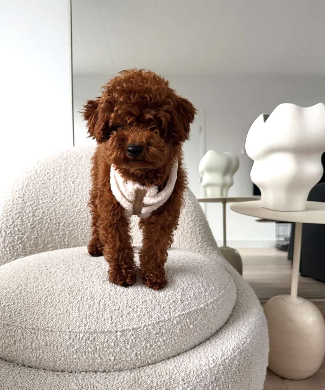 The Sherpa Bear Harness