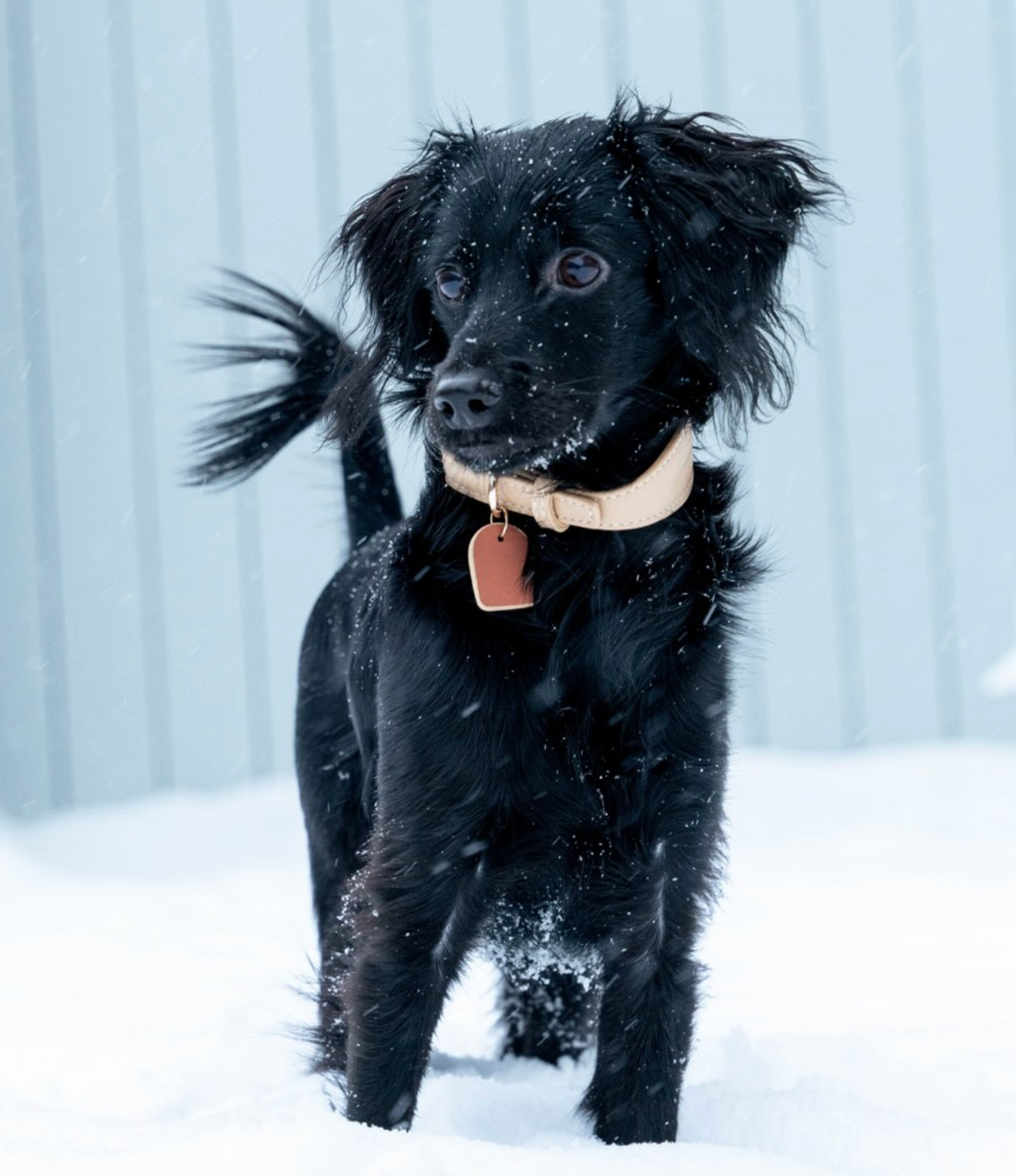 Beige Vegan Leather Collar