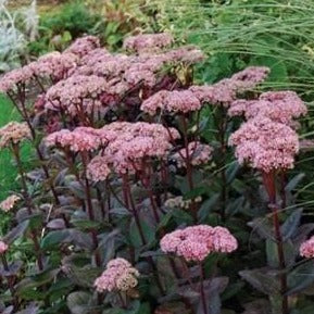 Sedum 'Matrona' - Hemelsleutel