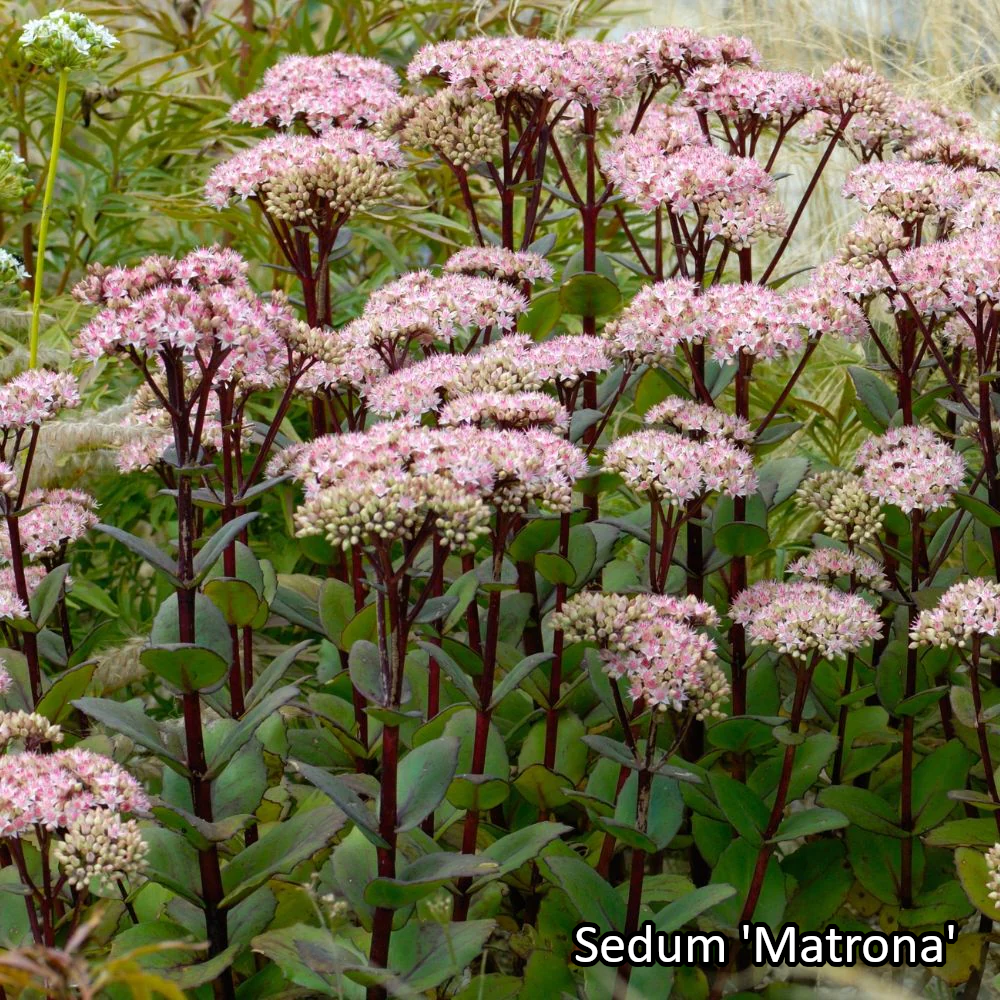 Borderpakket 'Siergrassen & Structuur' - 5m² - 50 planten