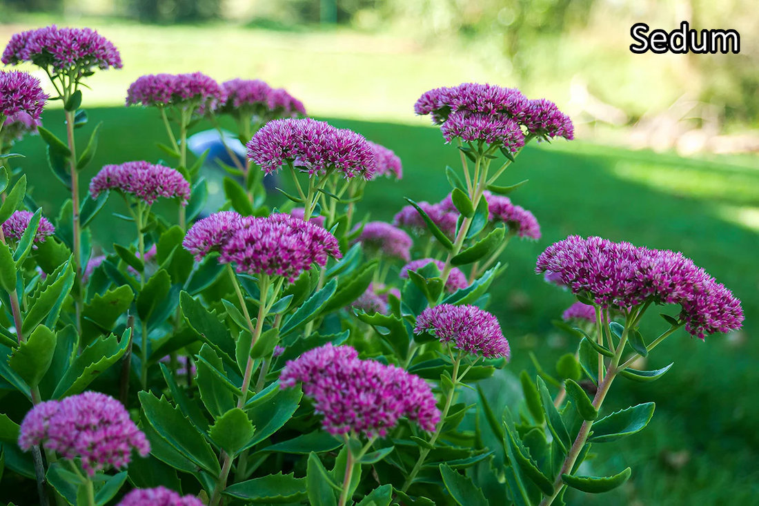 Borderpakket '4-seizoenen-bloei' - 5m² - 50 planten