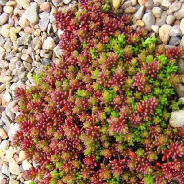 Sedum album 'Coral Carpet' - Wit Vetkruid