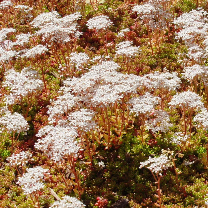 Sedum album 'Coral Carpet' - Wit Vetkruid