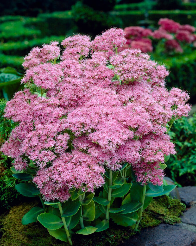 Sedum spectabile 'Brillant' - Hemelsleutel