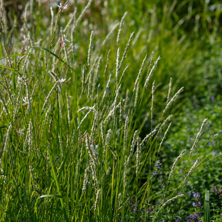 Sesleria autumnalis - Blauwgras