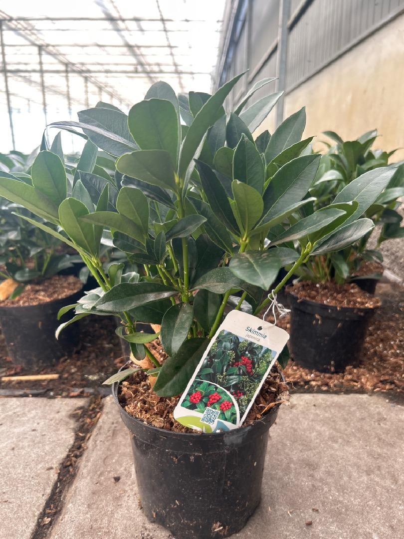 Skimmia japonica