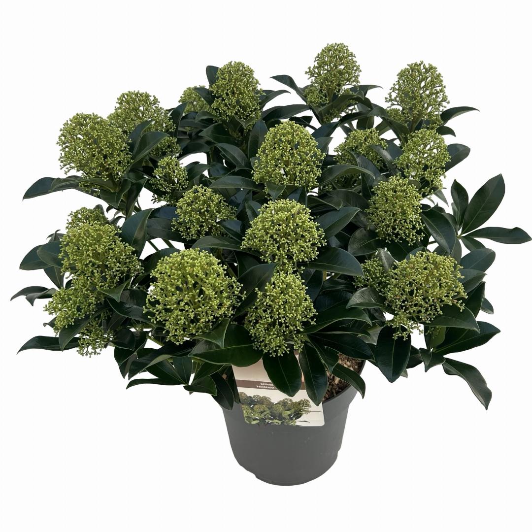 Skimmia japonica 'Fragrant Cloud