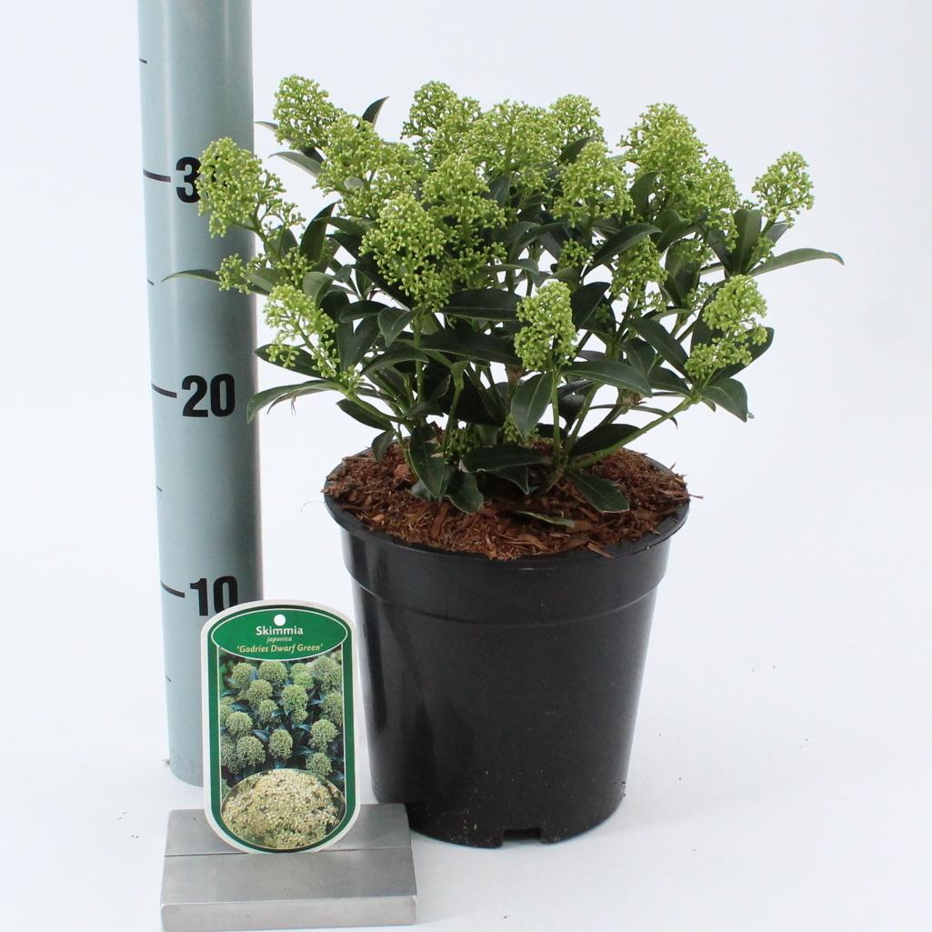 Skimmia japonica 'Godrie's Dwarf Green'