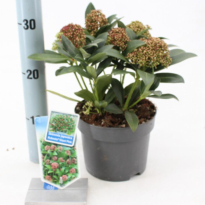 Skimmia japonica Rubesta Giant Pink