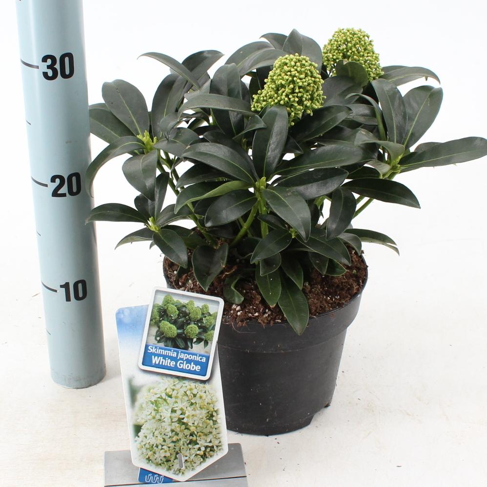 Skimmia japonica White Globe