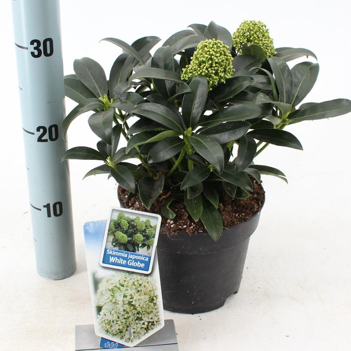 Skimmia japonica White Globe