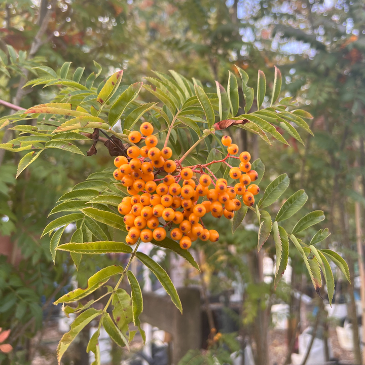 Sorbus ‘Autumn Spire’ - Lijsterbes op stam