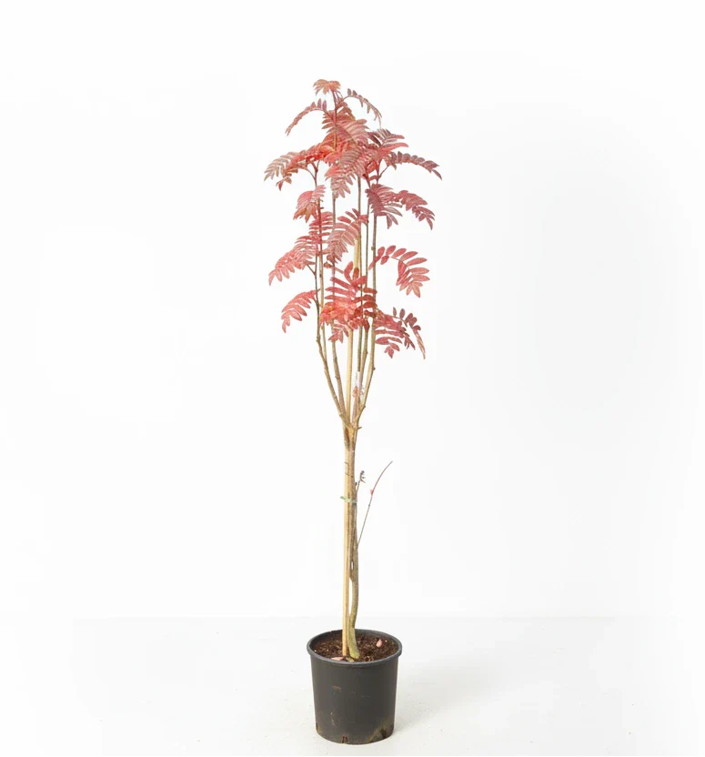 Sorbus ‘Autumn Spire’ - Lijsterbes op stam
