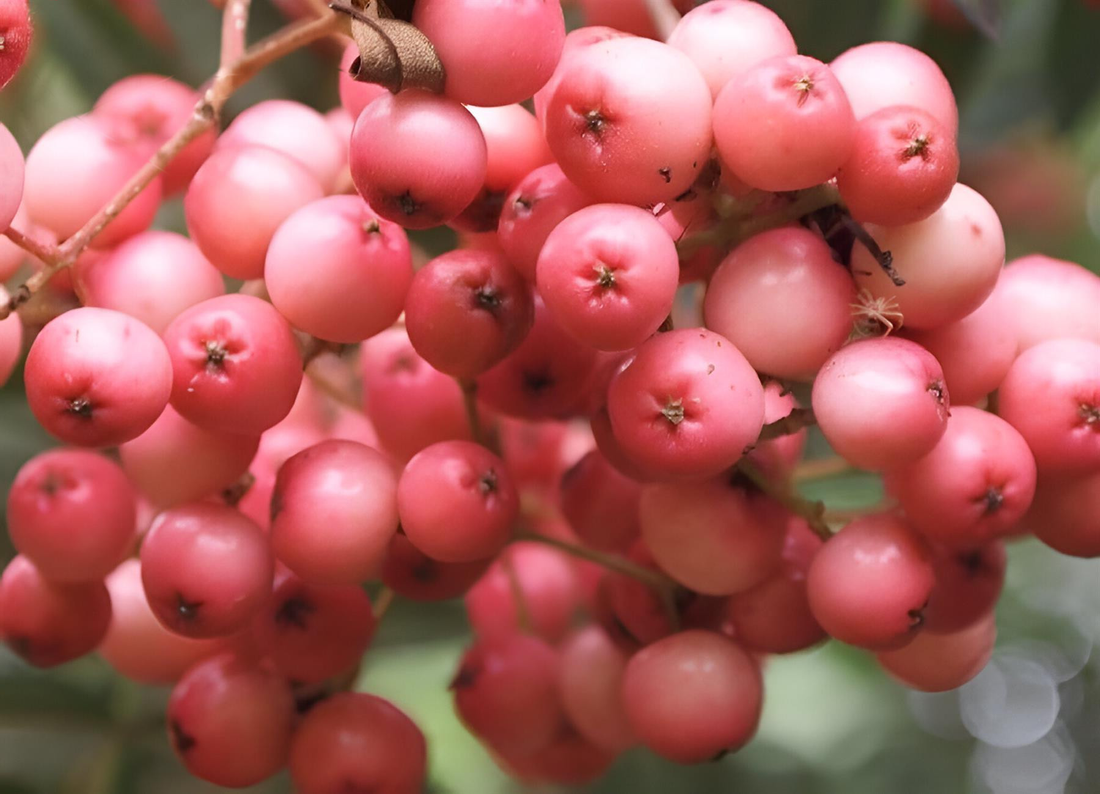 Sorbus 'Pink Veil' - Lijsterbes op stam