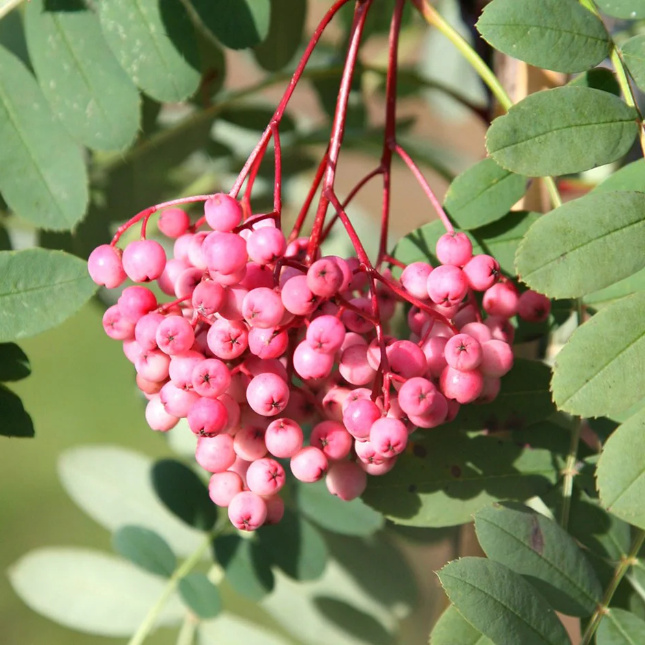 Sorbus 'Pink Veil' - Lijsterbes op stam