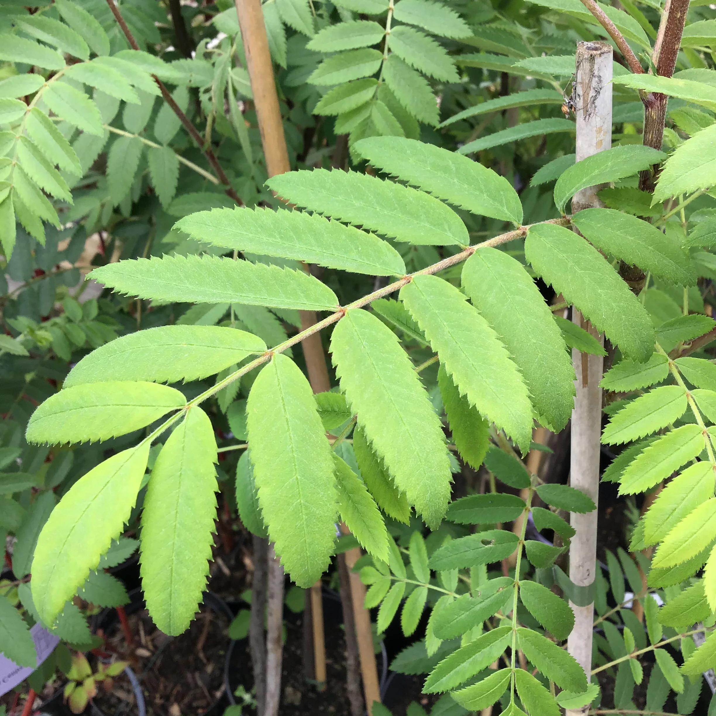 Sorbus 'Pink Veil' - Lijsterbes op stam