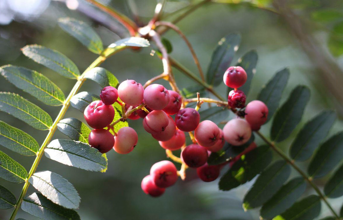 Sorbus 'Purple Magic' - Lijsterbes op stam