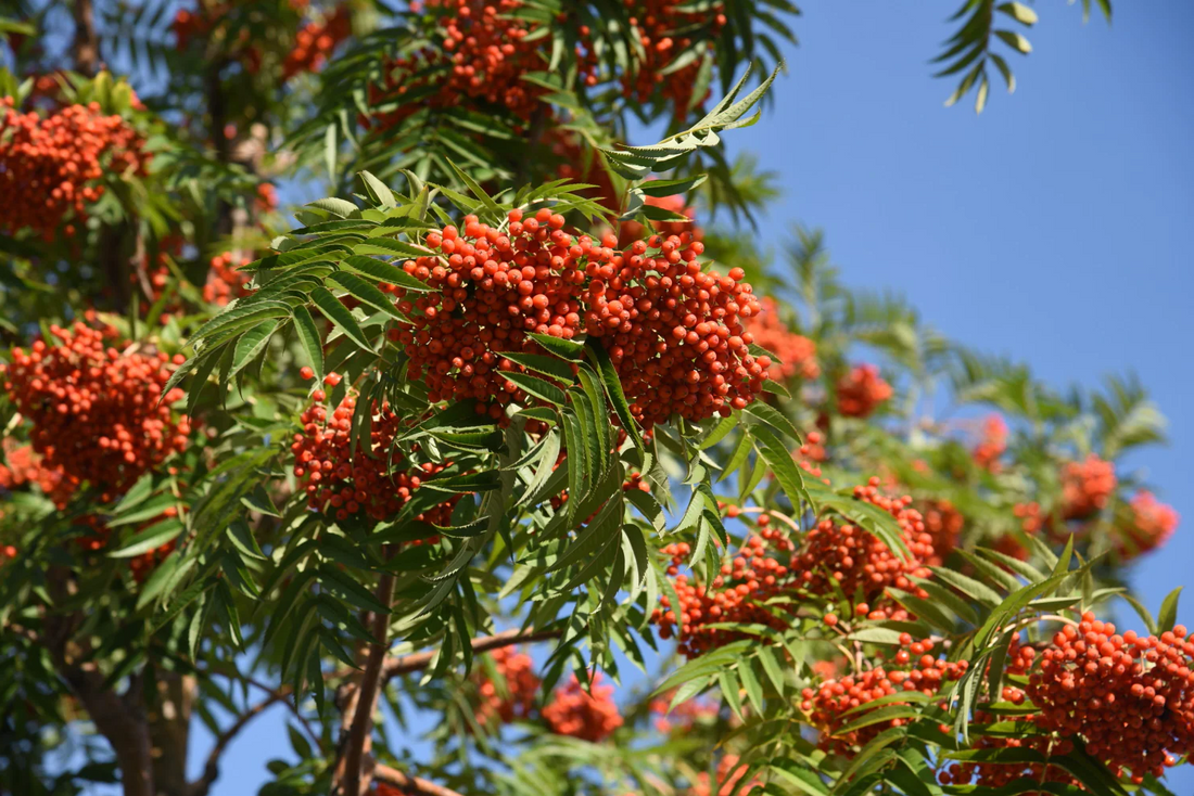 Sorbus 'Red Robin' - Lijsterbes op stam
