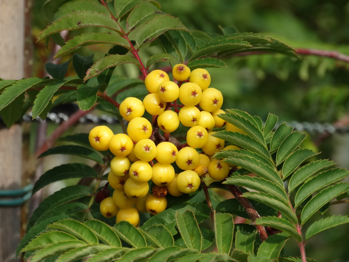 Sorbus 'Sunshine' - Lijsterbes op stam