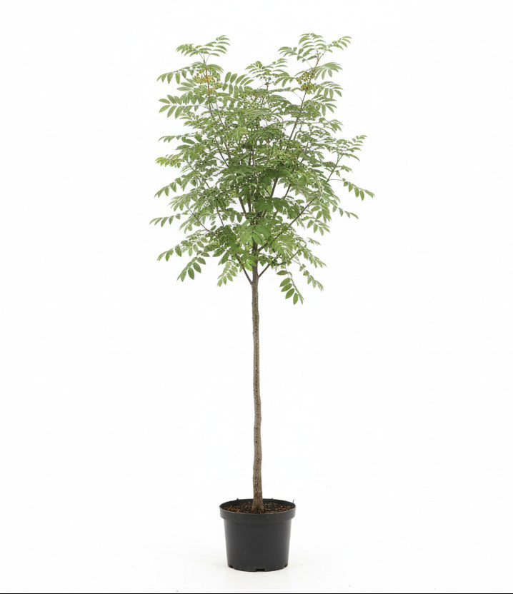 Sorbus 'Sunshine' - Lijsterbes op stam