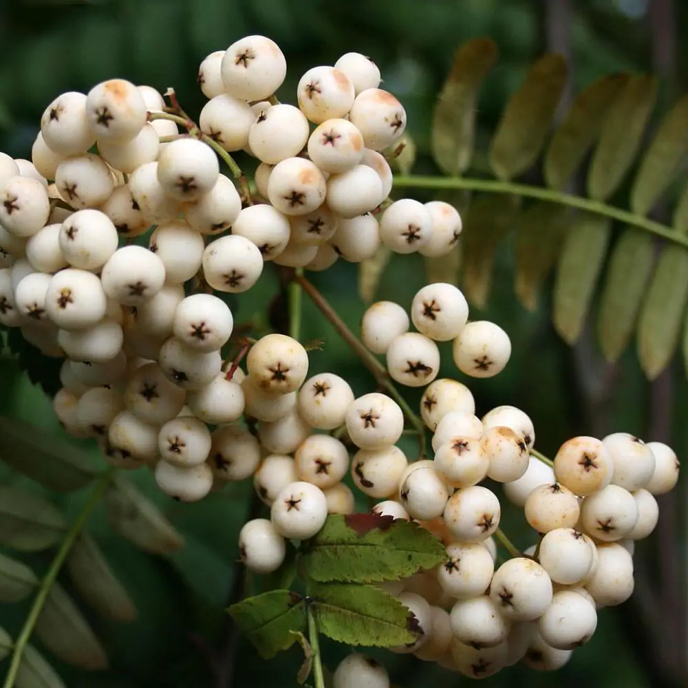 Sorbus 'White Magic' - Lijsterbes op stam
