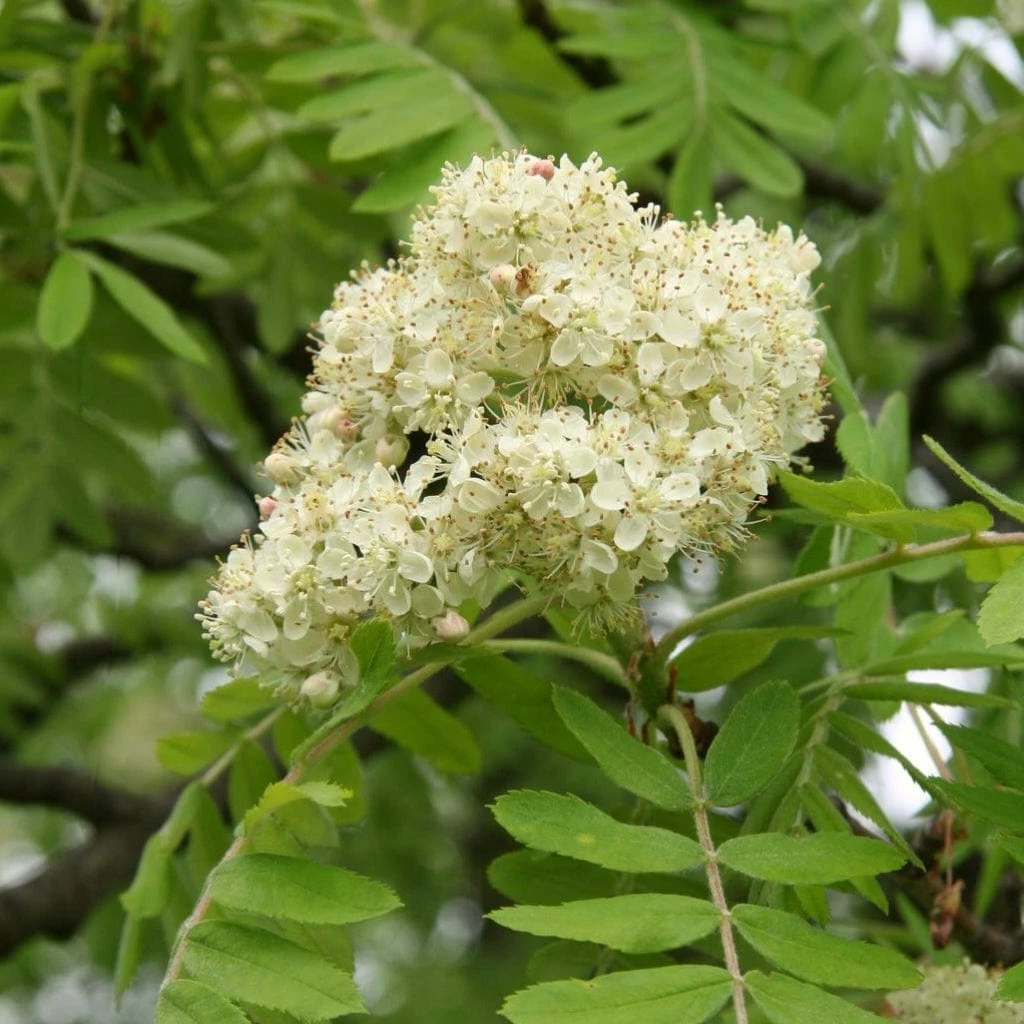 Sorbus 'White Magic' - Lijsterbes op stam
