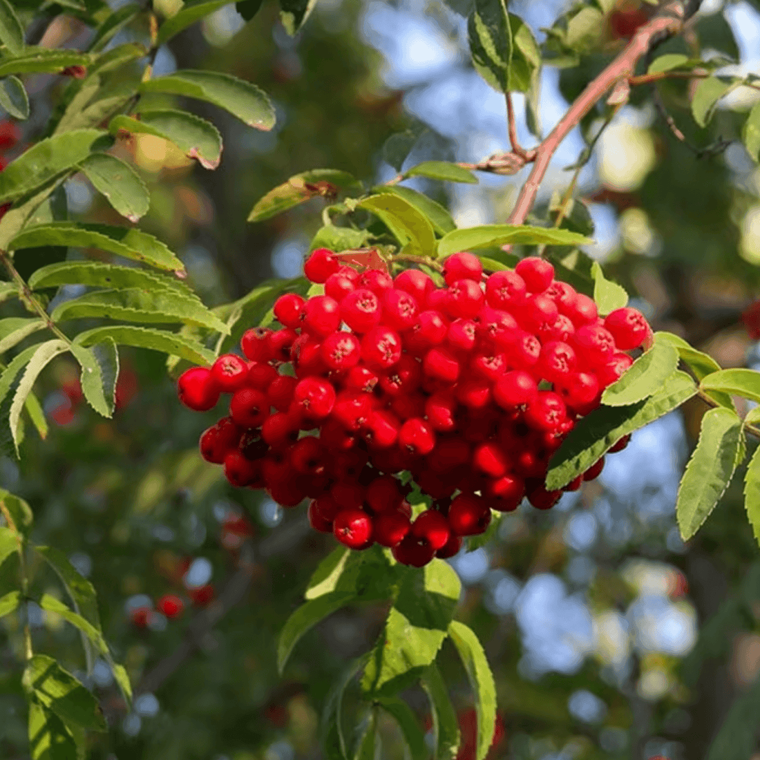 Sorbus aucuparia - Wilde lijsterbes blote wortel