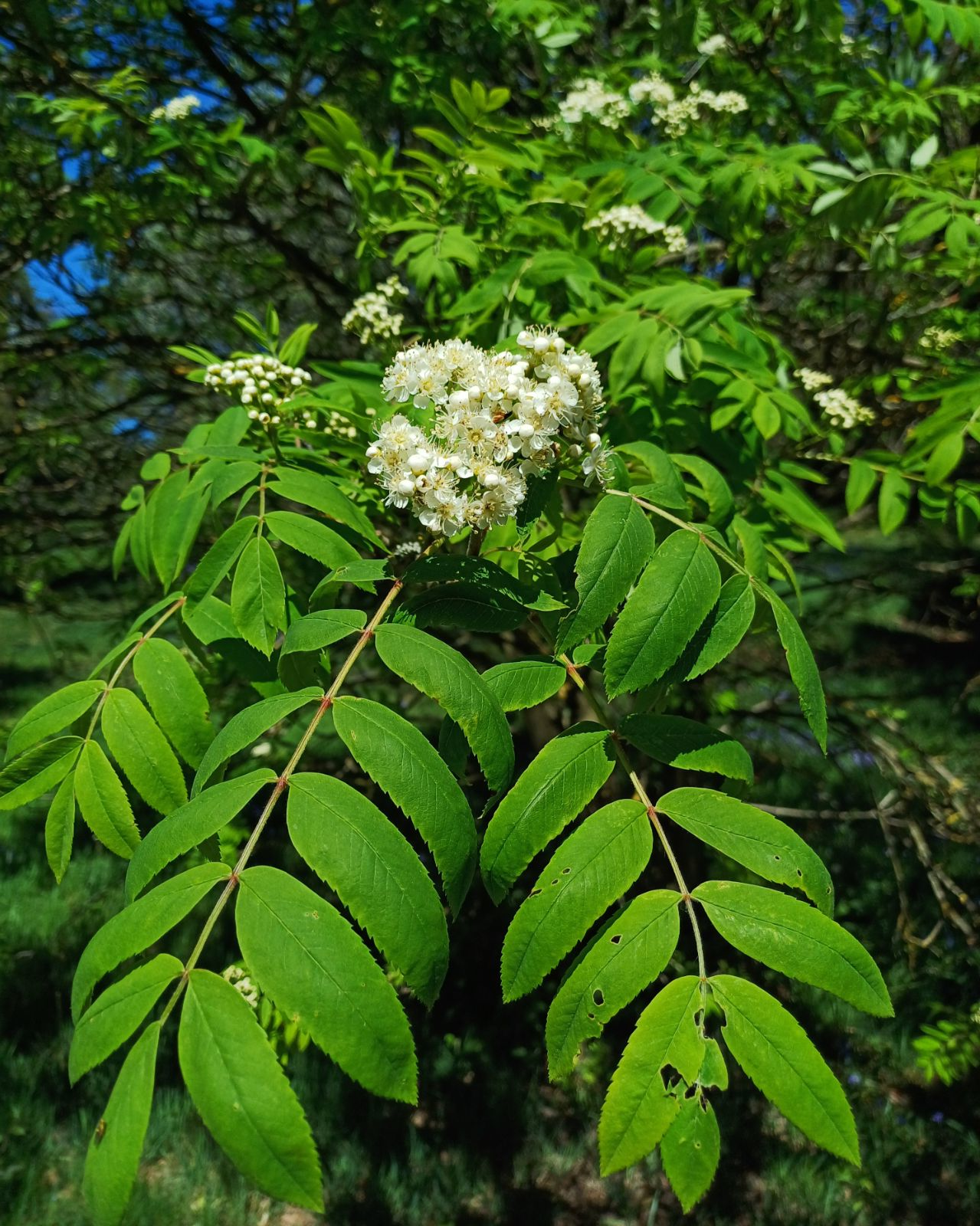 Bijvriendelijke Haag - Haagmix blote wortel - Pakket voor 5 meter