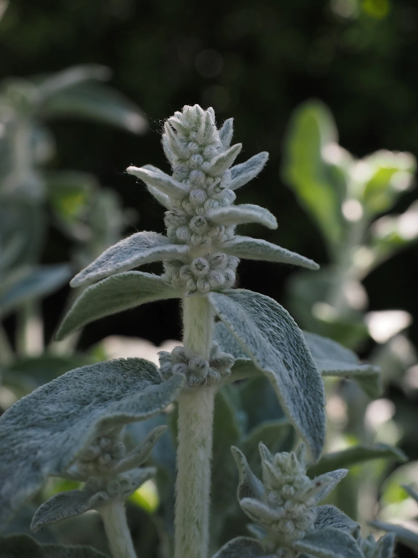 Stachys byzantina 'Silver Carpet' - Ezelsoor