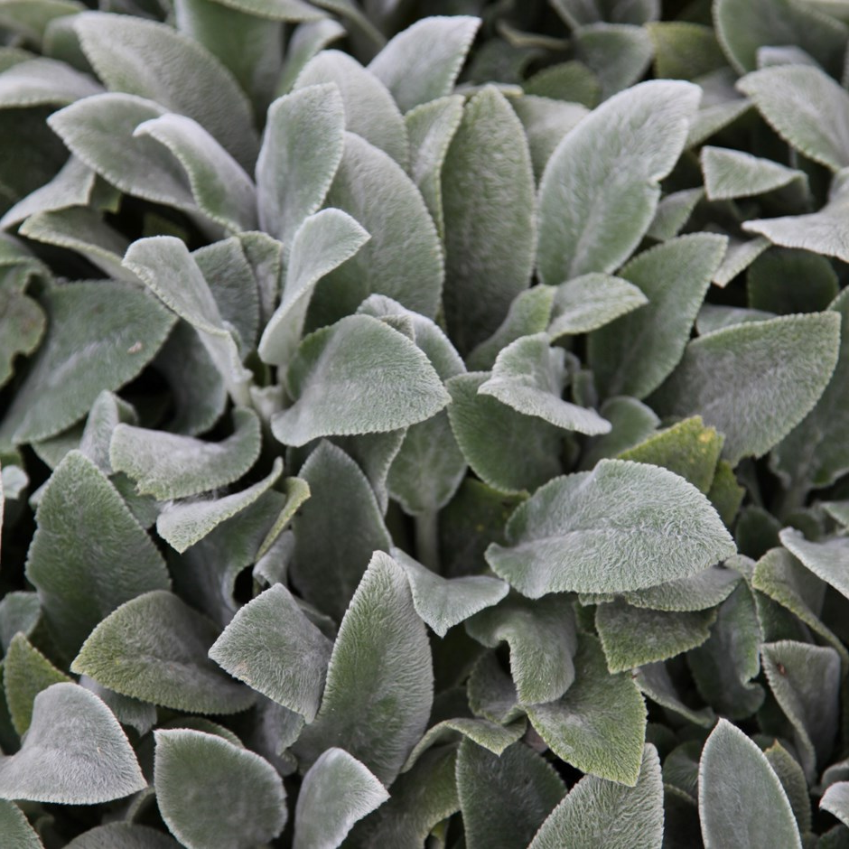 Stachys byzantina 'Silver Carpet' - Ezelsoor