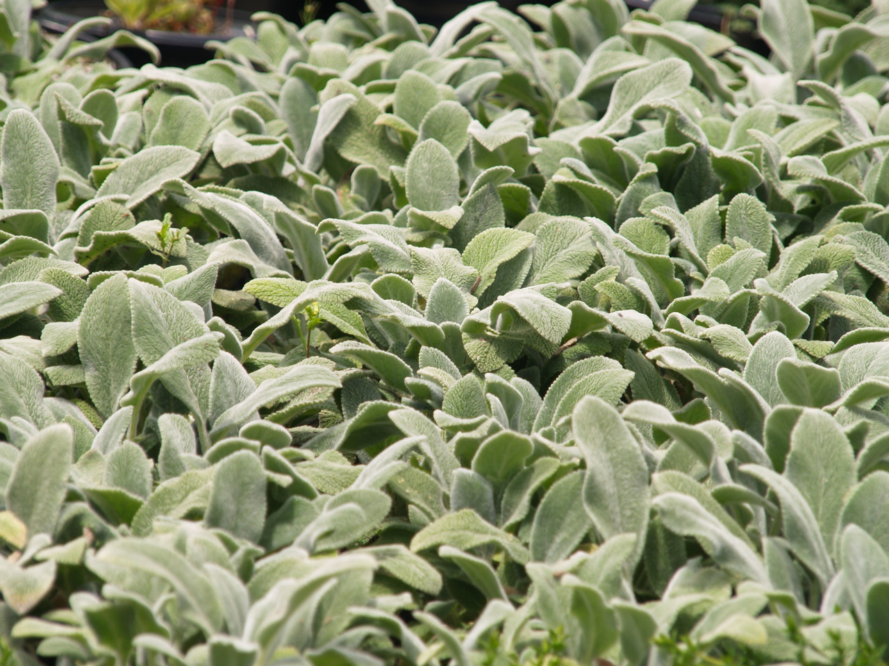 Stachys byzantina 'Silver Carpet' - Ezelsoor