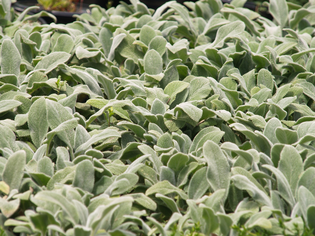 Stachys byzantina 'Silver Carpet' - Ezelsoor