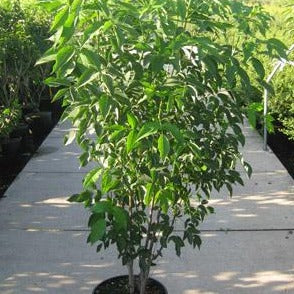 Staphylea colchica - Pimpernoot