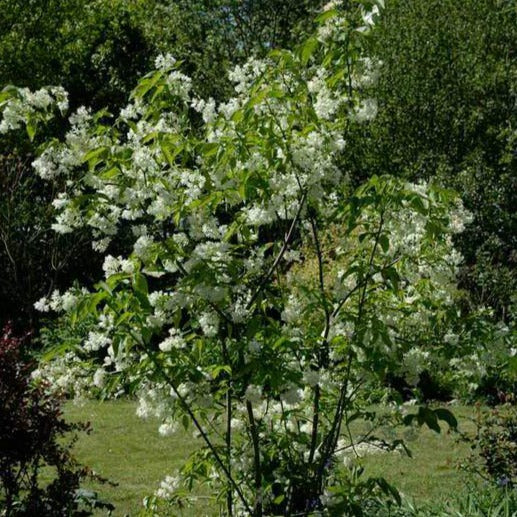 Staphylea colchica - Pimpernoot